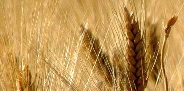 Orientamento varietale per grano duro e cereali alternativi