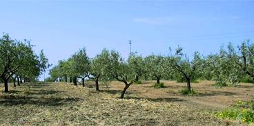 Potatura dell'olivo: dimostrazioni pratiche