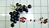 Grappolo e vinaccioli di vite selvatica (sinistra) e vinaccioli del vitigno coltivato Malvasia di Sardegna. Da notare la forma rotonda dei primi rispetto a quella allungata dei semi coltivati.