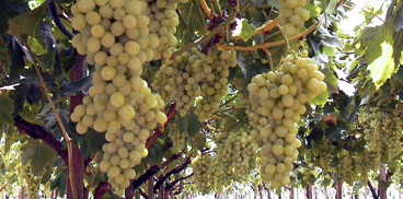 L’innovazione del comparto della viticoltura da mensa in Sardegna