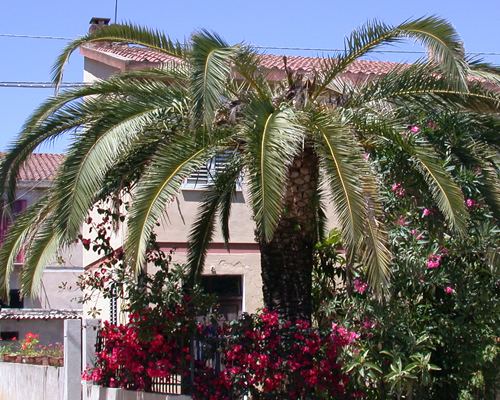 Punteruolo rosso delle palme Rhynchophorus ferrugineus (Olivier)