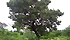 Filiera del karité in Benin: albero di Karitè