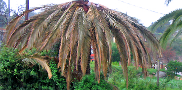 Punteruolo rosso della palma, Rhynchophorus ferrugineus (Olivier): classica 