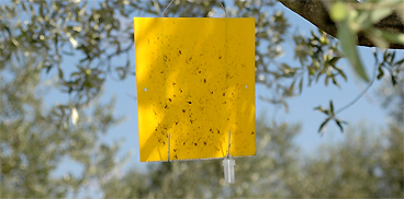 Trappola per il monitoraggio della mosca dell'olivo