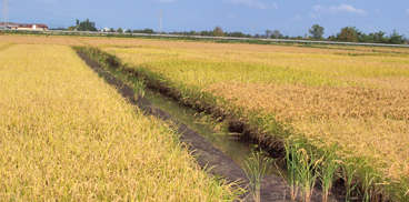 Prova dimostrativa di coltivazione di riso