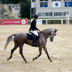 Premio regionale sardo del cavallo da sella, edizione 2009