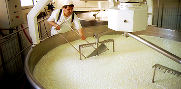 Lavorazione prodotti lattiero caseari