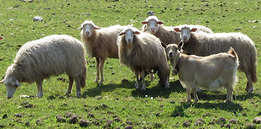 Sardegna Agricoltura - Quanto mangiano le pecore al pascolo? La “zootecnia  di precisione” a Bonassai.Innovazione e ricerca - Attività - Produzioni  animali