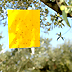 Trappola monitoraggio mosca dell'olivo