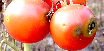 Tignola del pomodoro (Tuta absoluta): danni alla produzione