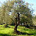 Concorso regionale di potatura dell'olivo