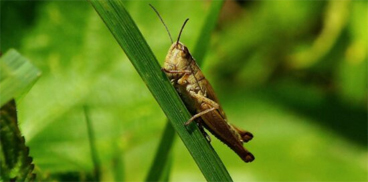 Locusta 