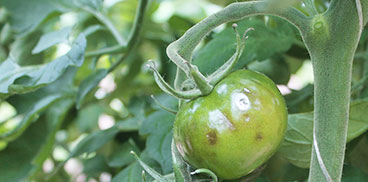 Malattia del pomodoro, Tomato brown rugose fruit virus