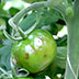 Malattia del pomodoro, Tomato brown rugose fruit virus